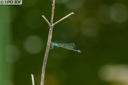 Agrion élégant