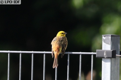Bruant jaune