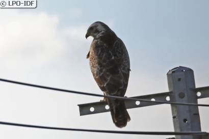 Buse variable