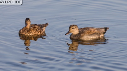 Canard chipeau