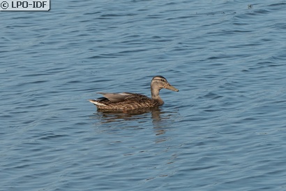 Canard colvert