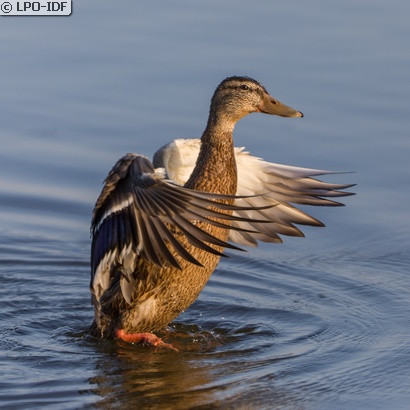 Canard colvert