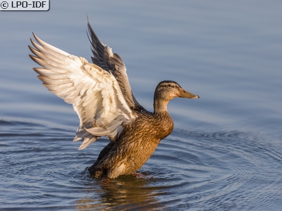 Canard colvert