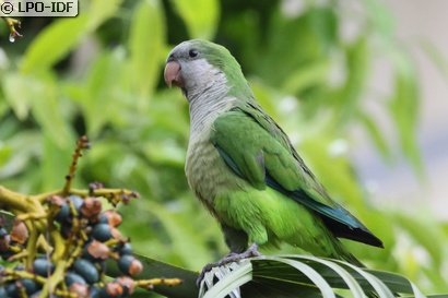 Conure veuve