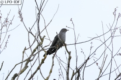Coucou gris