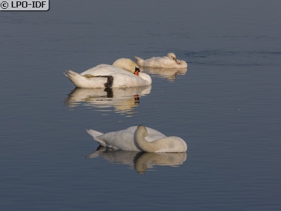 Cygne tuberculé