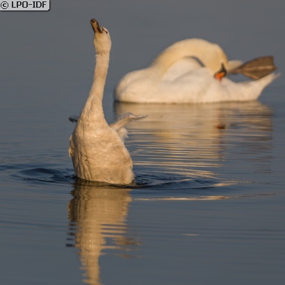Cygne tuberculé