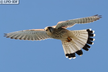Faucon crécerelle