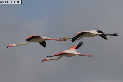 Flamant rose