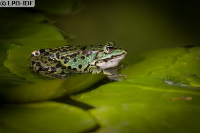 Grenouille rieuse