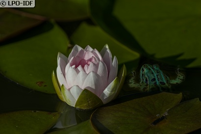 Grenouille rieuse