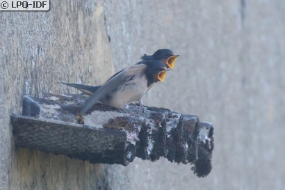 Hirondelle rustique