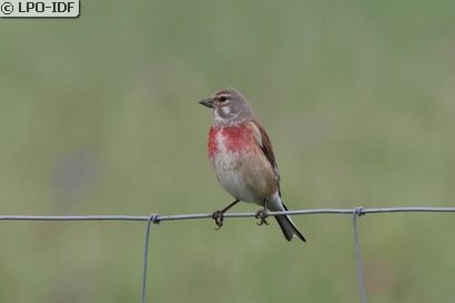 Linotte mélodieuse