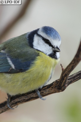 Mésange bleue