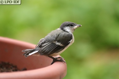 Mésange charbonnière