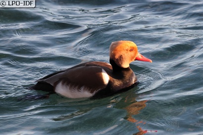 Nette rousse