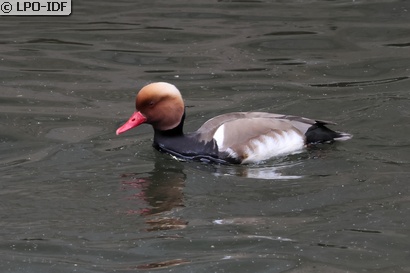 Nette rousse