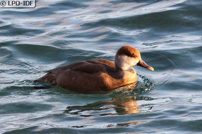 Nette rousse