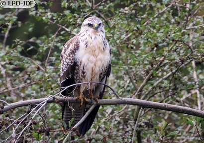 Buse variable