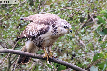 Buse variable