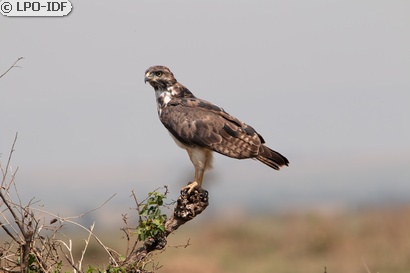 Buse variable