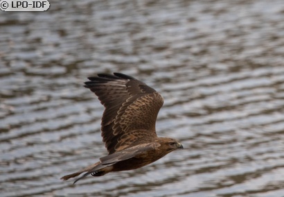 Buse variable