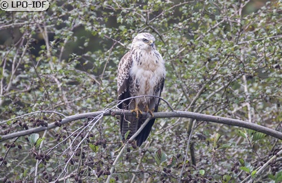 Buse variable