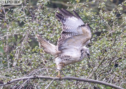 Buse variable