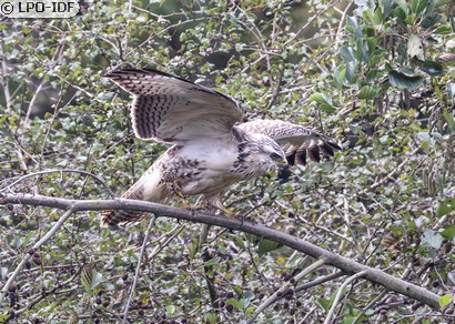 Buse variable