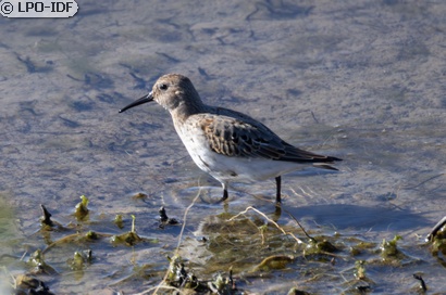 Bécasseau variable