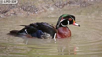 Canard carolin