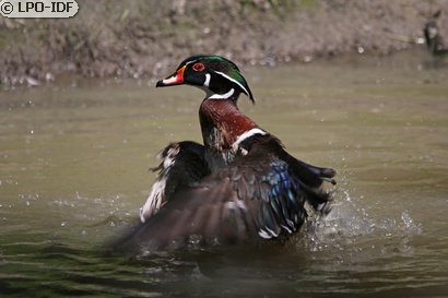 Canard carolin