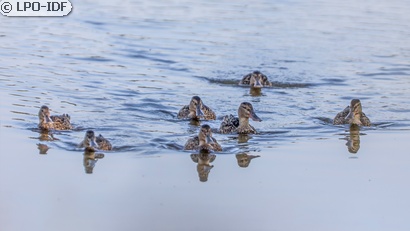 Canard souchet