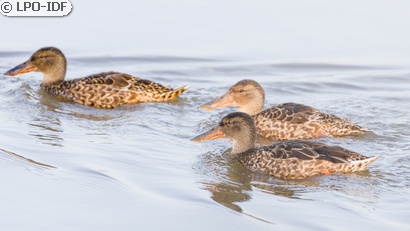 Canard souchet