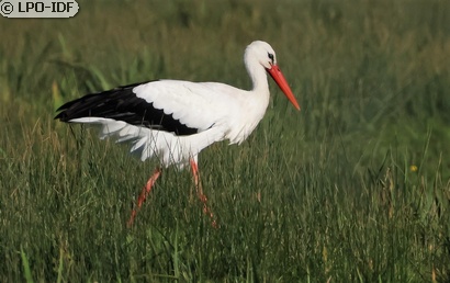 Cigogne blanche