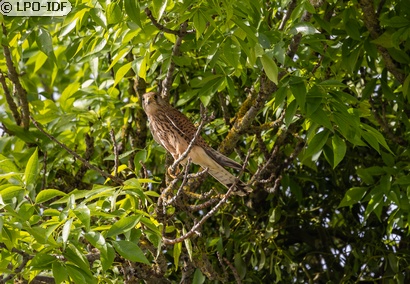 Faucon crécerelle