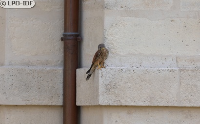 Faucon crécerelle