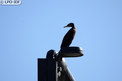 Grand Cormoran
