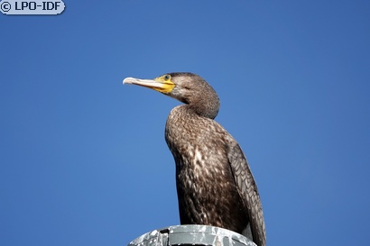 Grand Cormoran