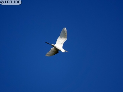 Grande Aigrette