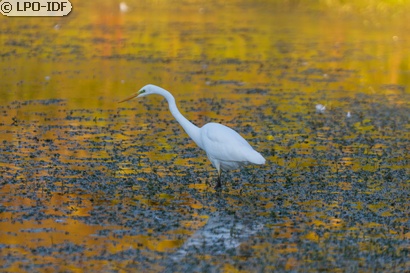 Grande Aigrette