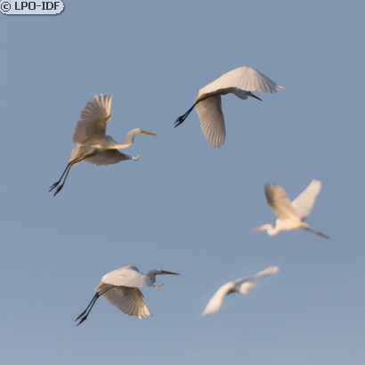 Grande Aigrette