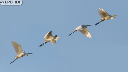 Grande Aigrette