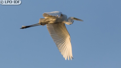 Grande Aigrette