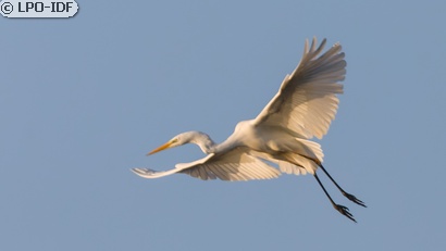 Grande Aigrette