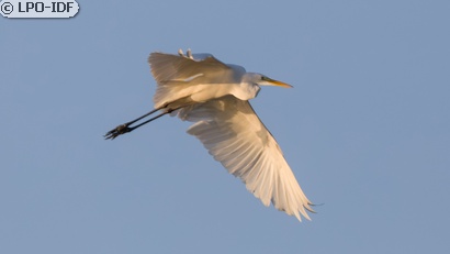 Grande Aigrette
