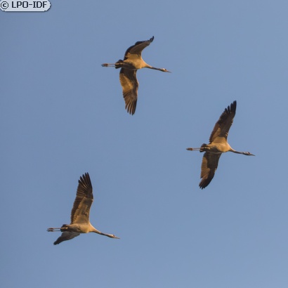 Grue cendrée