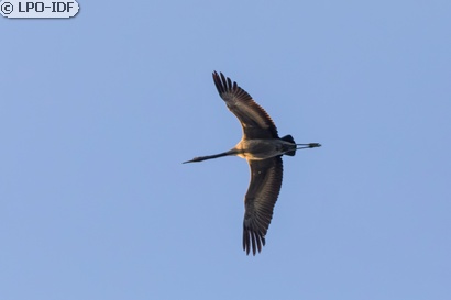 Grue cendrée