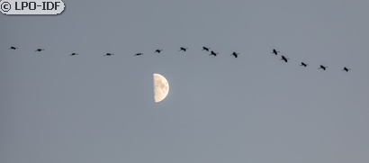 Grue cendrée