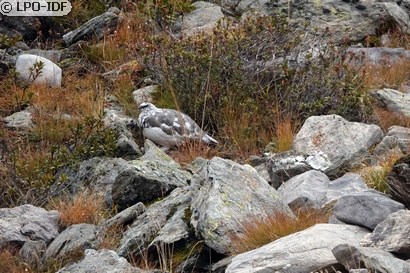 Lagopède alpin